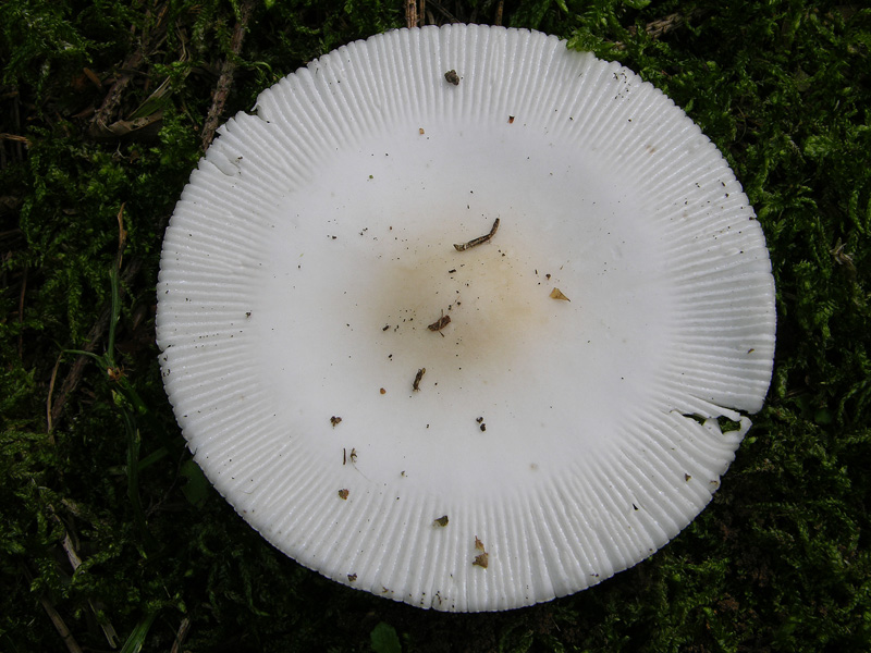 Amanita vaginata.